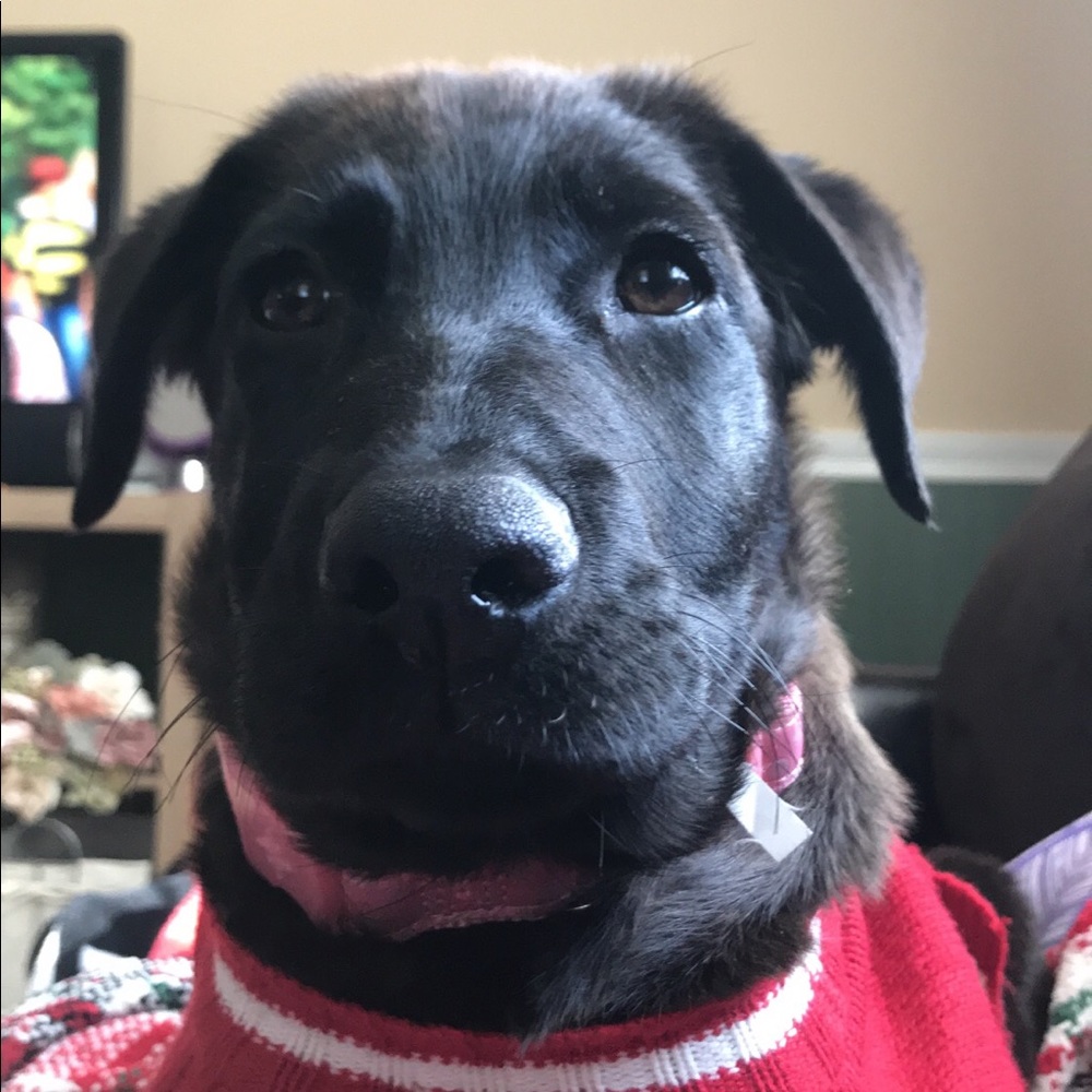 Meet your Posher, Melissa